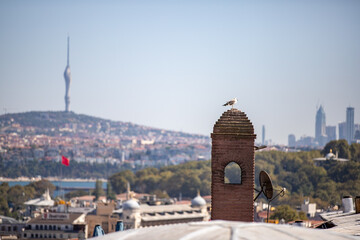 Obraz premium View of Istanbul from Suleymaniye Mosque with a seagull sittng on a chimney and a huge television tower on the background