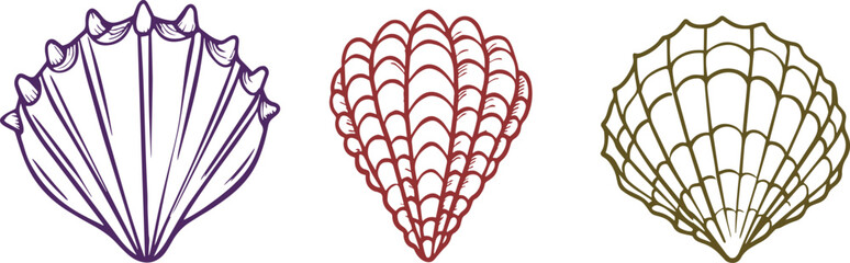 Collection of three stylized scallop seashell illustrations in color. © MD