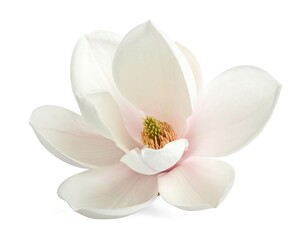 Obraz premium A single, beautiful white magnolia flower in full bloom isolated on a clean white background.