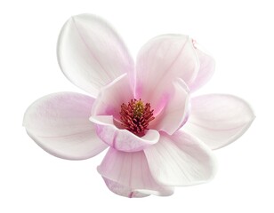 A beautiful, delicate, light pink magnolia blossom centered against a pure white background.