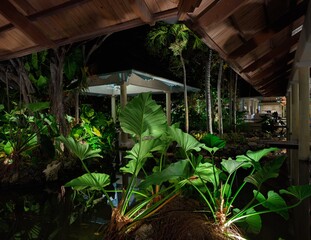 Lush tropical pond plants illuminated at night beneath the wooden eaves of an elegant resort structure © IMRAN_IM33
