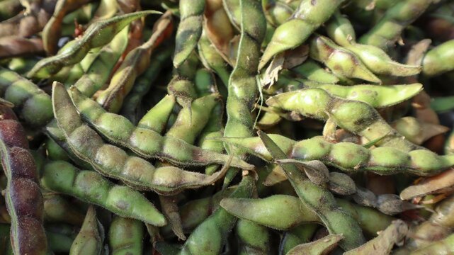 Fresh Green Pigeon Peas Pods harvested. Seasonal green vegetables whole in India