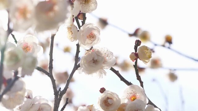Soft White Plum Blossoms in Early Spring with Dreamy Bokeh Background
