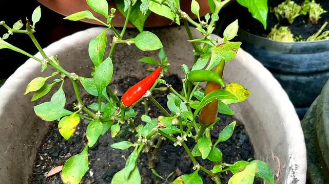 Chili pepper  tree (chile, chile pepper, chilli pepper, cabai or chilli) in a garden. Chili peppers are widely used in many cuisines as a spice to add heat to dishes. 