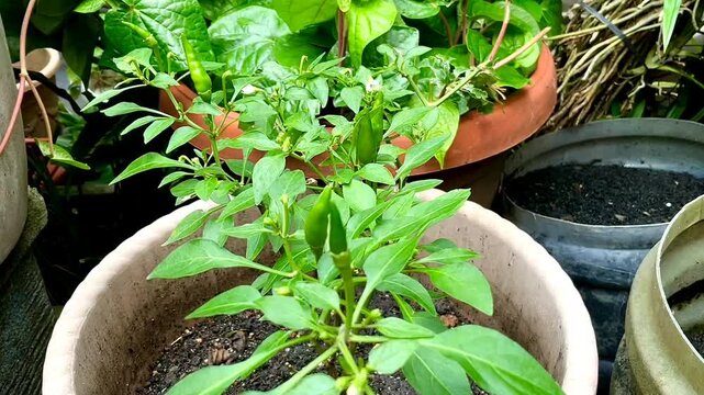 Chili pepper  tree (chile, chile pepper, chilli pepper, cabai or chilli) in a garden. Chili peppers are widely used in many cuisines as a spice to add heat to dishes. 