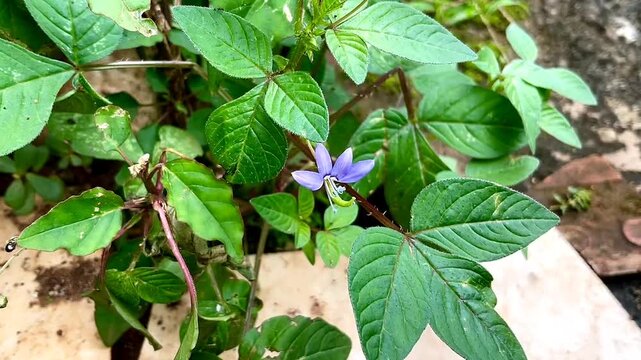 Maman Lanang flower (Cleome rutidosperma) with leaf background. It is a very common weed of lawns