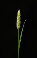 Green wheat grass inflorescence closeup. Detailed macro shot of plant spikelet with fine hairs. Single stem with leaf against dark background.