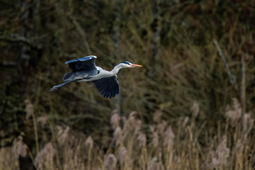 Graureiher (Ardea cinerea)