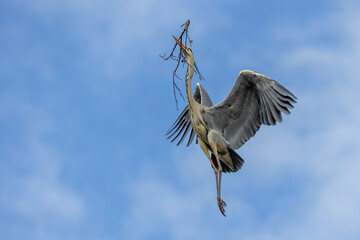 Obraz premium Graureiher (Ardea cinerea)