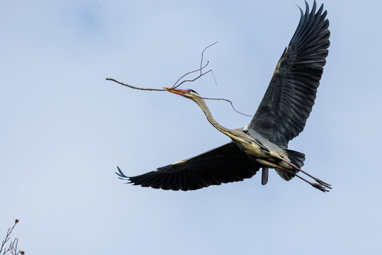 Graureiher (Ardea cinerea)