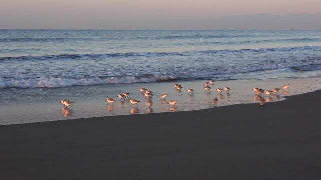 A flock of sanderlings running along the sandy shoreline at the water&rsquo;s edge