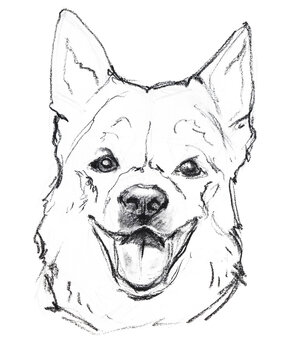 Hand-drawn charcoal  sketch of a Canaan dog, realistic graphite pet portrait illustration isolated on white background.