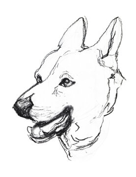 Hand-drawn charcoal  sketch of a Canaan dog, realistic graphite pet portrait illustration isolated on white background.