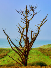 Solitary bare tree with twisted branches stands prominently on a green grassy dune. A tranquil blue ocean stretches to the horizon under a clear, bright sky, showcasing a serene coastal landscape.