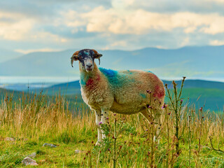 A colorful sheep stands on a grassy hill. The sheeps wool is marked with blue paint.