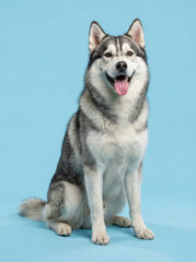 Obraz premium Adorable Siberian Husky Puppy Sitting on Blue Background