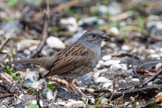 Dunnock Prunella modularis teaching for food