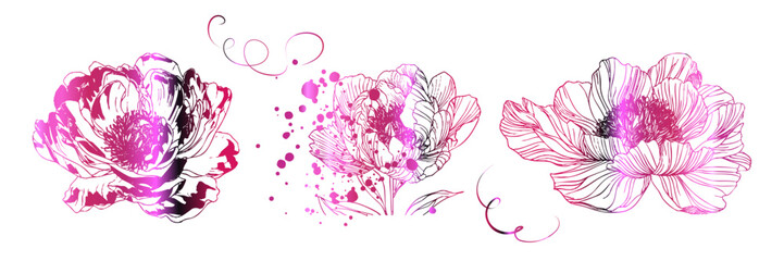 Elegant single peony flower illustration in minimal botanical line art style. Delicate outlines and soft details create a modern floral artwork perfect for wall art and wedding design.