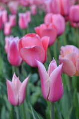 Różowe tulipany w ogrodzie – wiosenne tło © Ewa