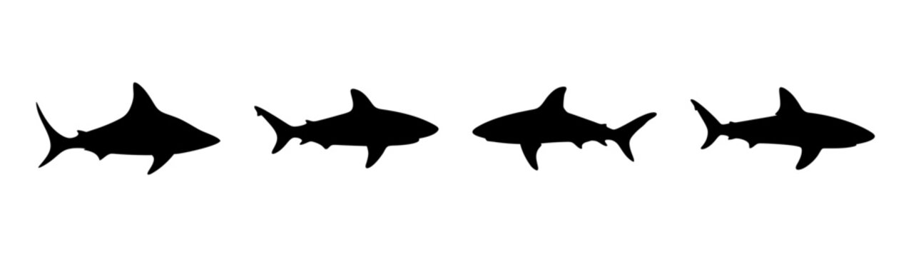 Bull Shark Silhouettes Vector Illustration on White Background flat design