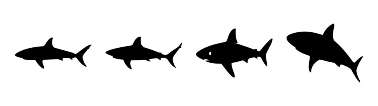 Four great white sharks swimming in ocean waves vector illustration flat design