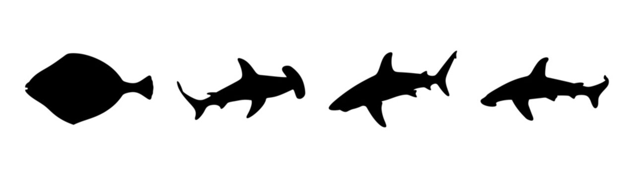 Silhouette of Marine Life, Halibut and Sharks in Flat Design Vector Illustration