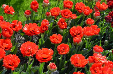 Czerwone tulipany w wiosennym ogrodzie © Ewa