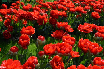 Czerwone tulipany w wiosennym ogrodzie © Ewa