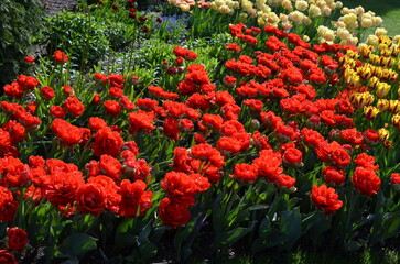 Kolorowa rabata tulipanów w parku © Ewa