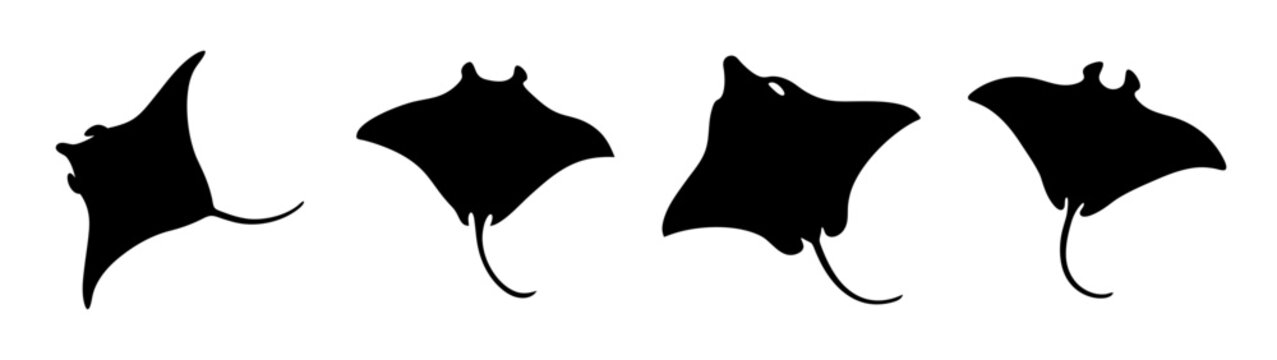 Set of Stingray Silhouettes in Various Poses Flat Design vector illustration