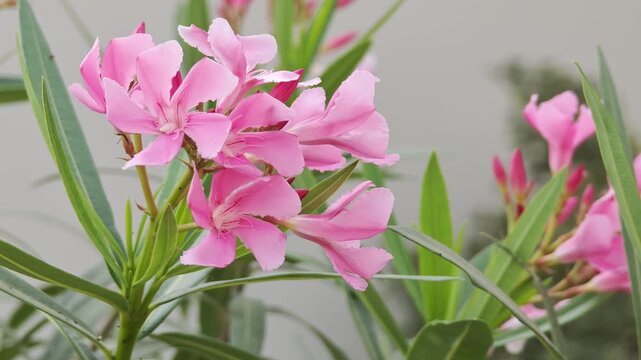 Oleander flower, Nerium oleander  , flower in  garden,pink flower