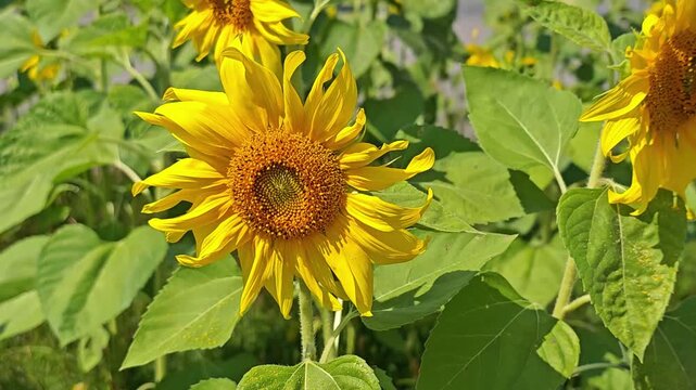 The center of the flower is full of tiny seeds.