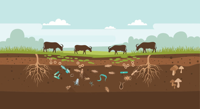 Soil Ecosystem Illustration Cows Grazing Above Life Thriving Below.