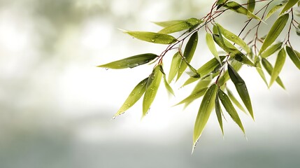 Awesome photo of fresh green bamboo leaves with water drops on a branch against a blurred natural background.