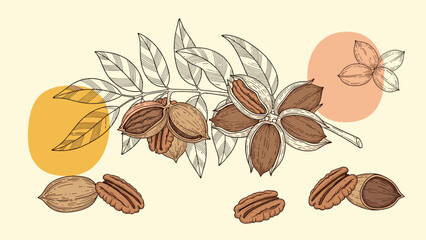 Hand-drawn vector illustration of a pecan branch with leaves and nuts, showing whole, cracked, and shelled pecans in a vintage botanical style.