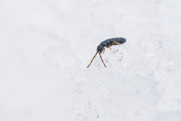 雪の上に現れたトビムシ / Springtail on the snow