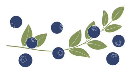 Simple illustration depicts a slender branch with green leaves and dark blue blueberries, with additional loose berries scattered around.