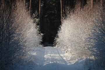 Brama do lasu © Grzegorz