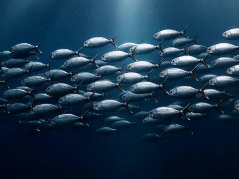 Fish Schooling Movement. Animal Classification (Basic Animal Groups). Fish. A group of identical small silver fish moving in perfect unison, set in a deep blue oceanic void
