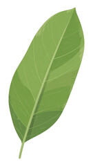 Obraz premium Green leaf with visible veins plant nature isolated on a transparent background