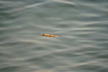 Obraz premium Driftwood.