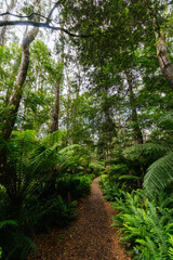 Fototapeta premium Hogarth Falls near Strahan in Tasmania Australia