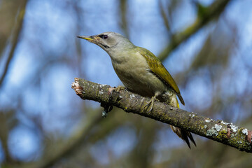 Grauspecht (Picus canus) Weibchen
