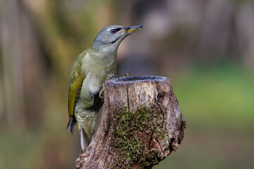 Grauspecht (Picus canus) Weibchen