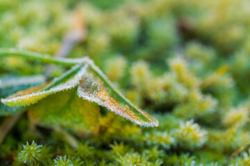 凍り付いた苔とクローバーに降りた霜の結晶 / Hoarfrost crystals on frozen moss and clover