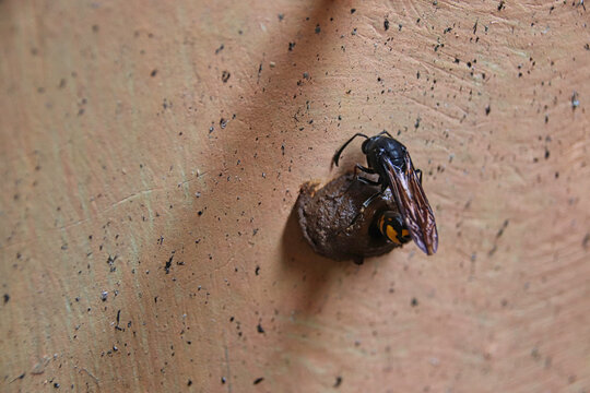 wasp building nest on wall macro closeup nature