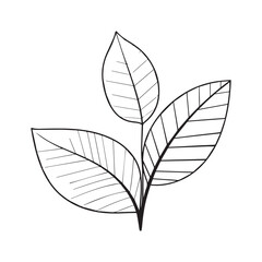 Three detailed leaves with veins in minimalist black and white style