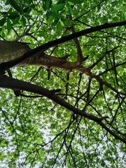 Sheltered under the tree in the forest