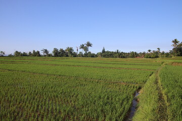 Fototapeta premium Rice paddy with irrigation canal and path
