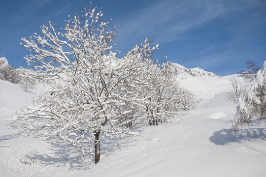 arbre sous la neige, paysage enneig&eacute; d'hiver en montagne dans les Alpes